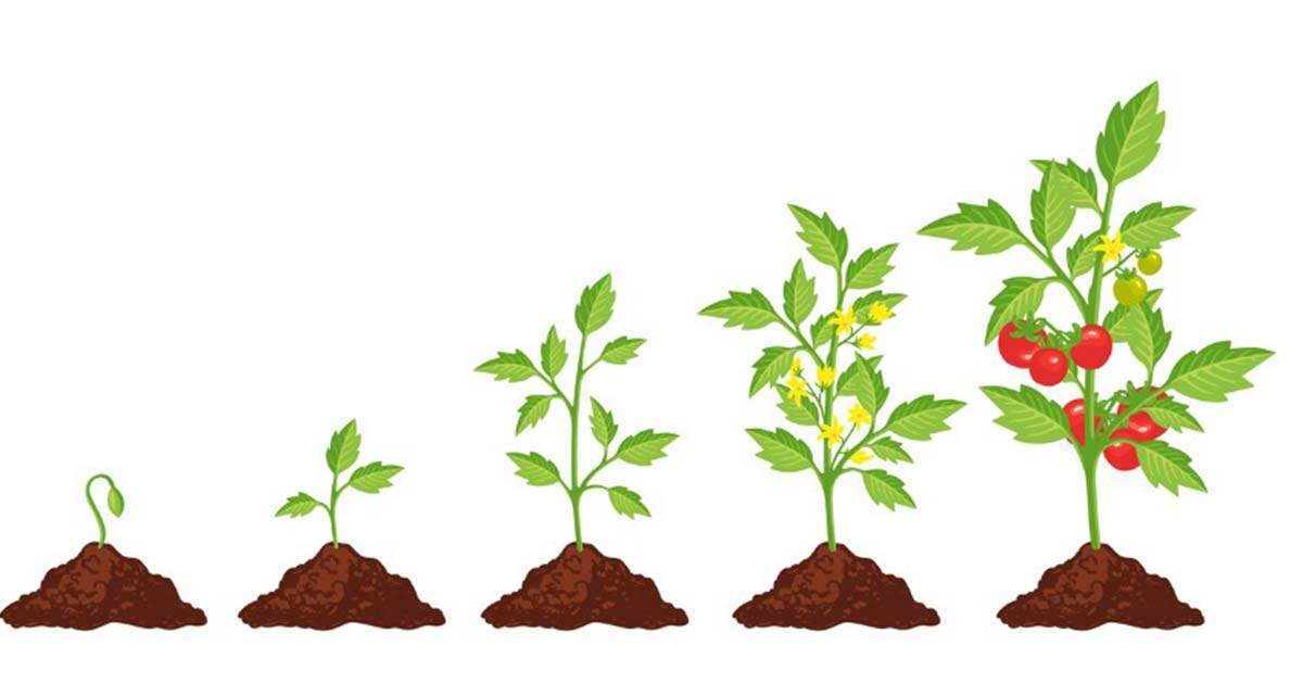 Plant growth