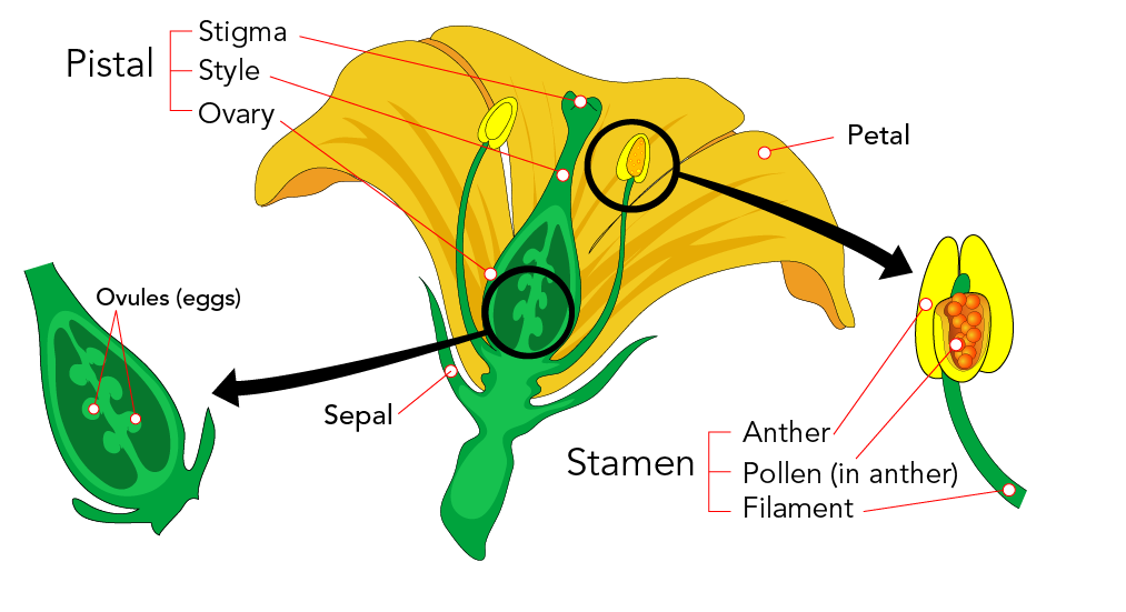 Parts of the flower